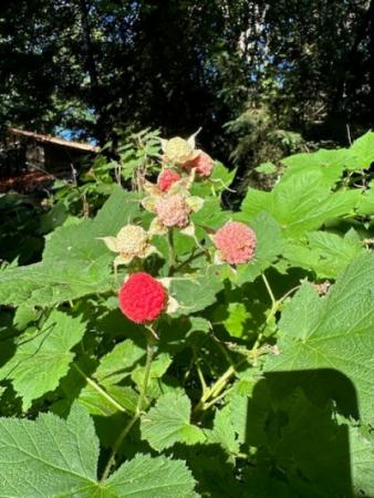 Thimbleberries in bloom